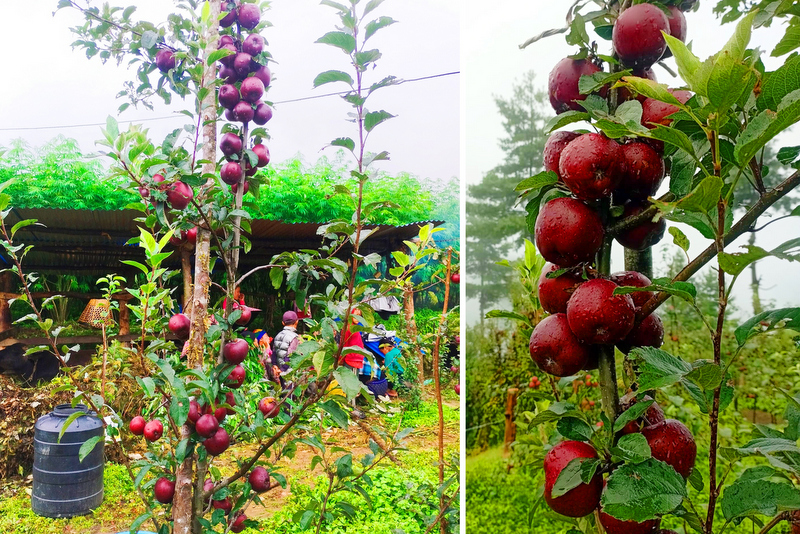 व्यावसायिक स्याउखेतीमा रमाएका बागलुङका जनप्रतिनिधि