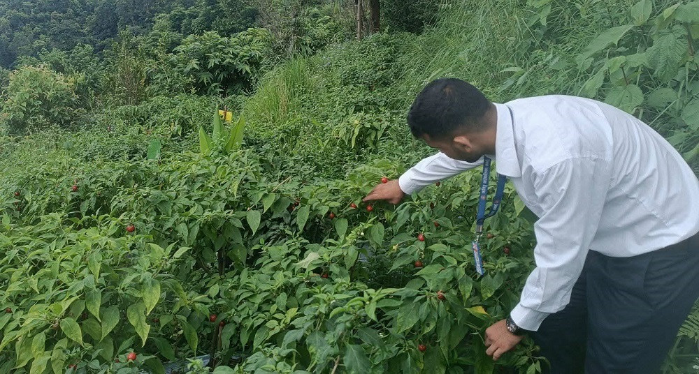 ऋषिङमा २५ जना किसानद्वारा अकबरेखेती