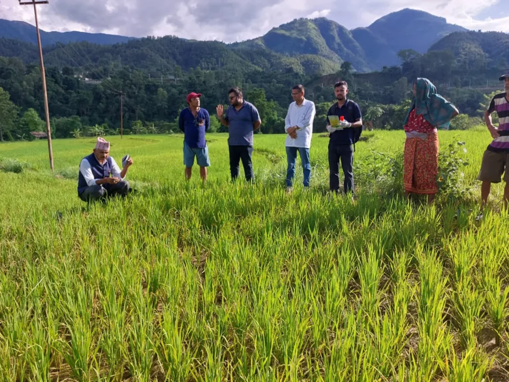 धानबालीमा मरुवा रोगको समस्या