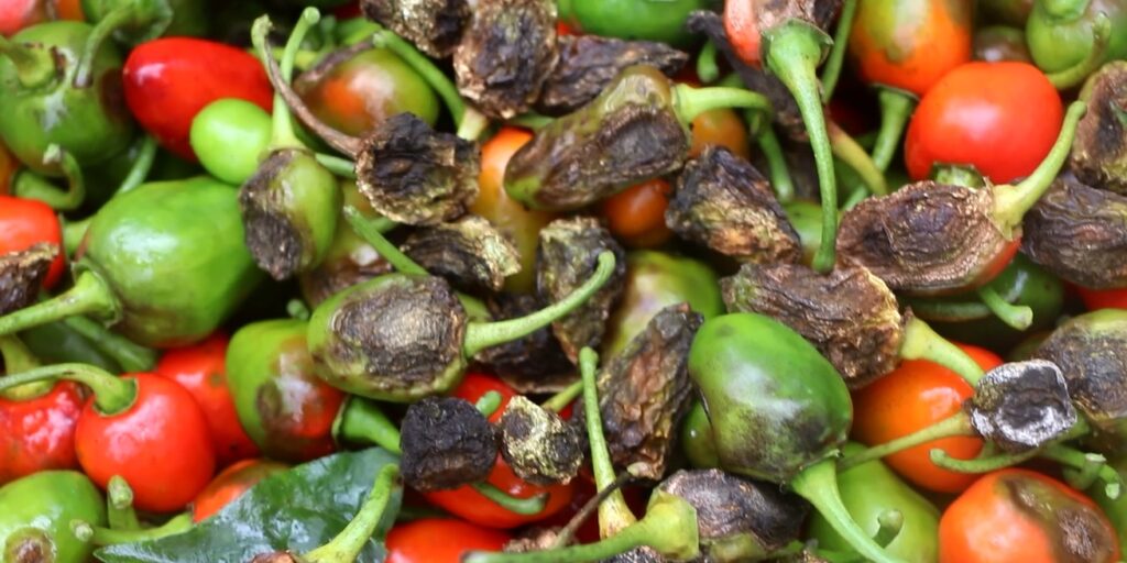 अकबरे खुर्सानीमा रोगको उच्च जोखिम : किसान समस्यामा