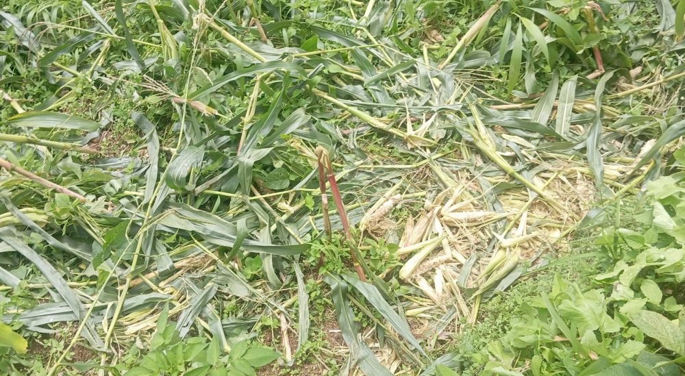 जङ्गली जनावरको आतङ्कले खेतबारीमै बास