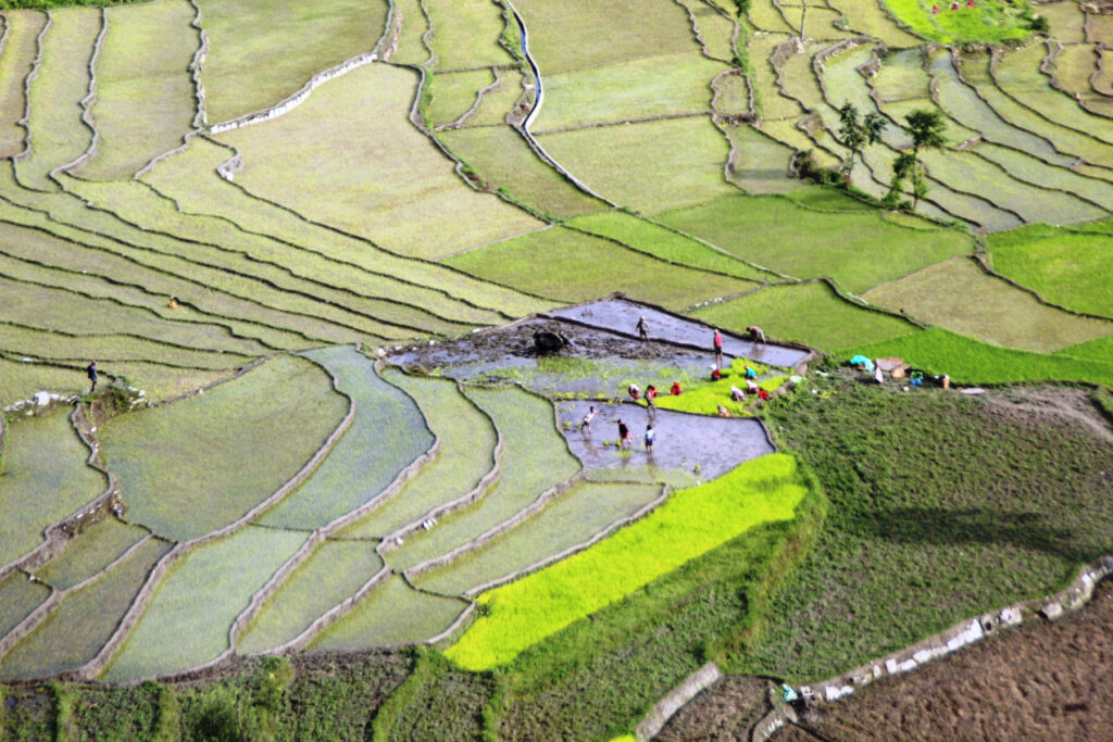 देशभर ९१ प्रतिशत धान रोपाइँ
