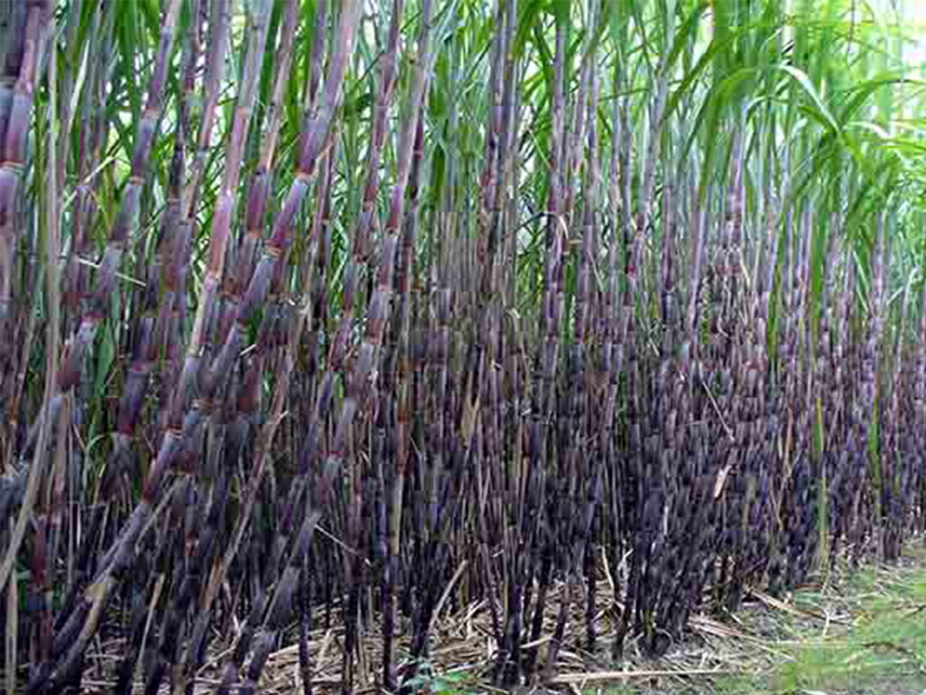 उखु किसानद्वारा अनुदान माग