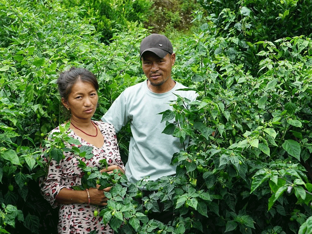 अकबरेखेती गरेका किसानलाई बजारको चिन्ता