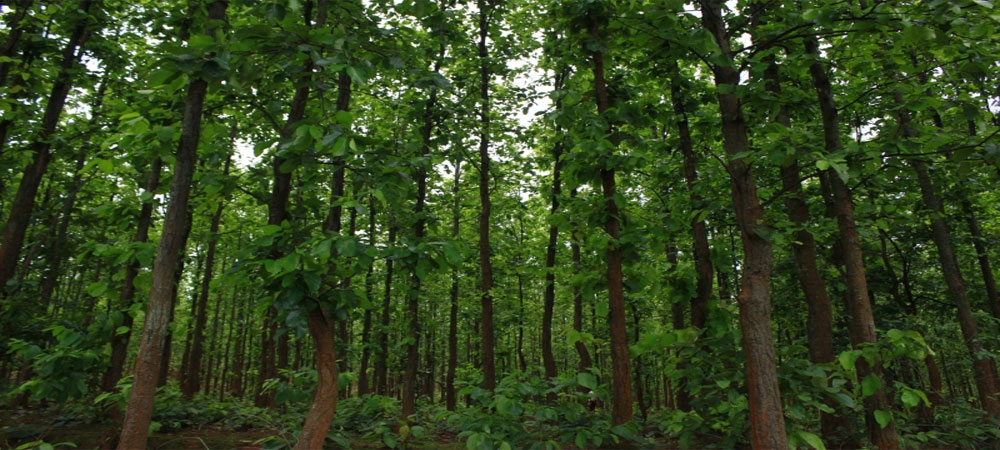 सामुदायिक वन समन्वय समितिको कार्ययोजनाः संरक्षणसँगै वैकल्पिक आयआर्जनमा जोड