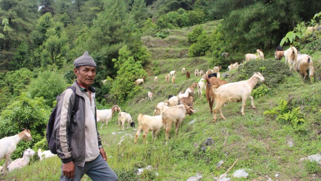 विदेशको काम छाडेर गाउँमै बाख्रापालन