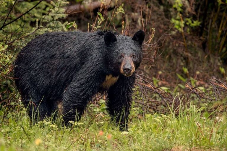भालुको आक्रमणबाट एक महिला गम्भीर घाइते