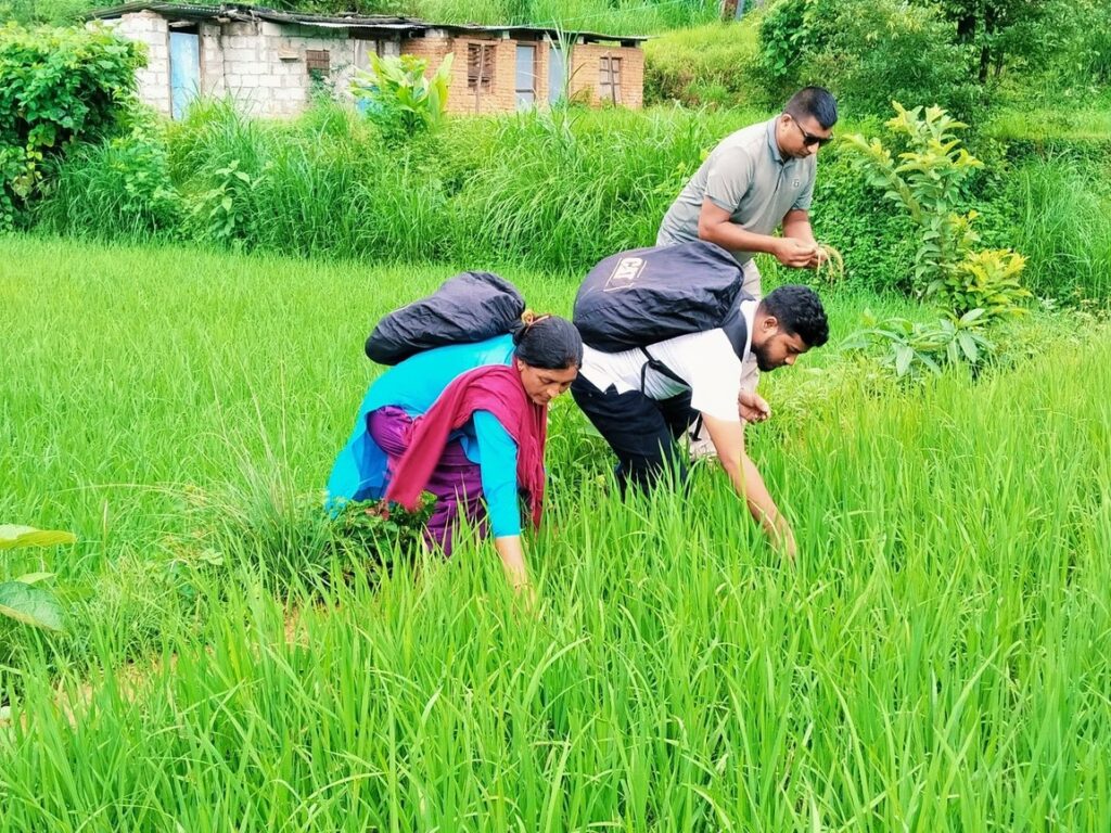पर्वतमा जेठो बुढो धानमा ‘ब्लाष्ट’ रोग फैलियो, कृषक चिन्तित