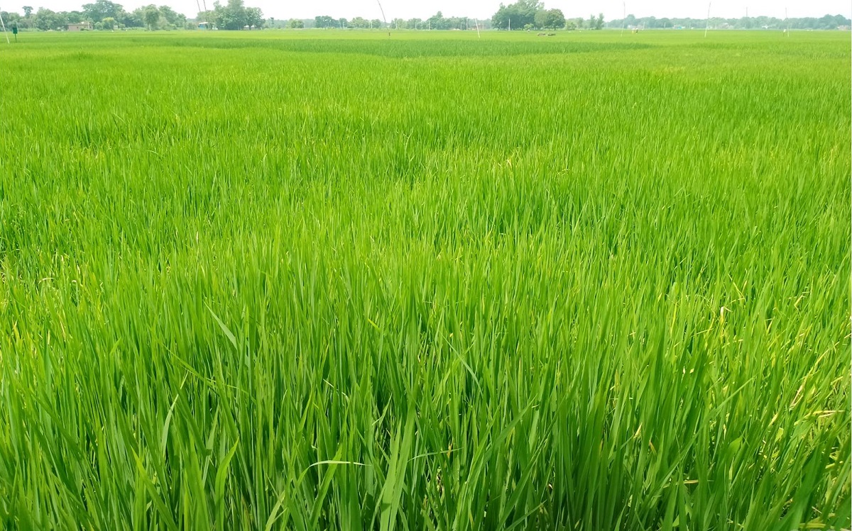 पश्चिम नवलपरासीमा पानी परेपछि धानबाली झाँगिदै