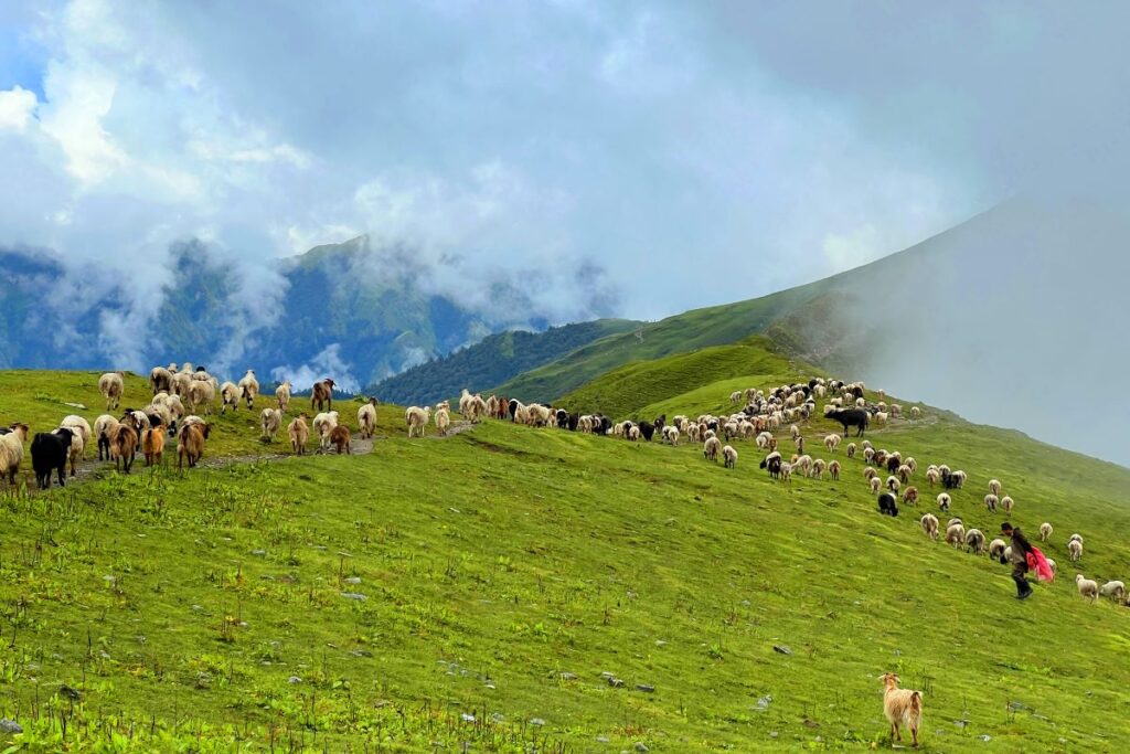 ‘मोहनी ढोरपाटन’ पुग्नै सकस