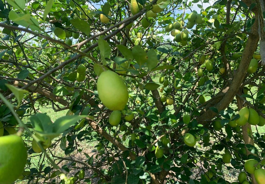 कागतीले उचित बजार नपाउँदा किसान मारमा