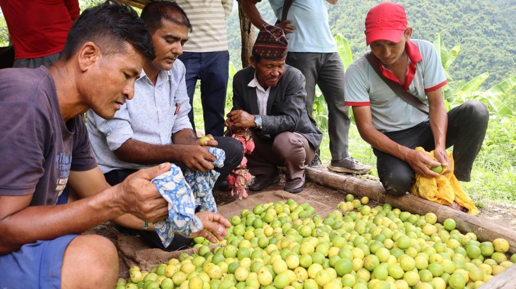 विदेशबाट फर्किएर कागती खेतीमा दीपक : यो वर्ष ५० क्विन्टल बेचिसके
