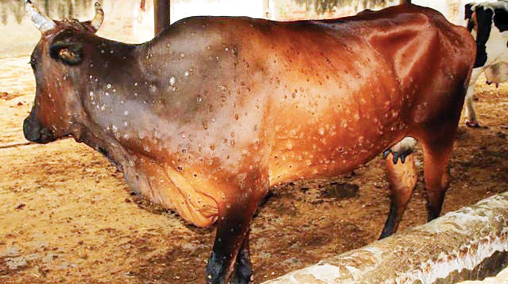 २९ जिल्लाका साढे २७ हजार गाईभैंसीमा लम्पी स्किन रोगको संक्रमण