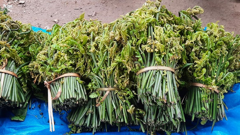 निगुरो बिक्रीबाट घरखर्च चलाउन सहज