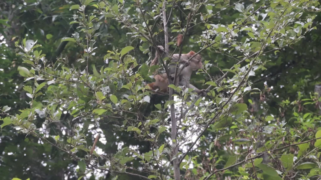 बाँदरको उपद्रो बढेपछि किसान चिन्तित