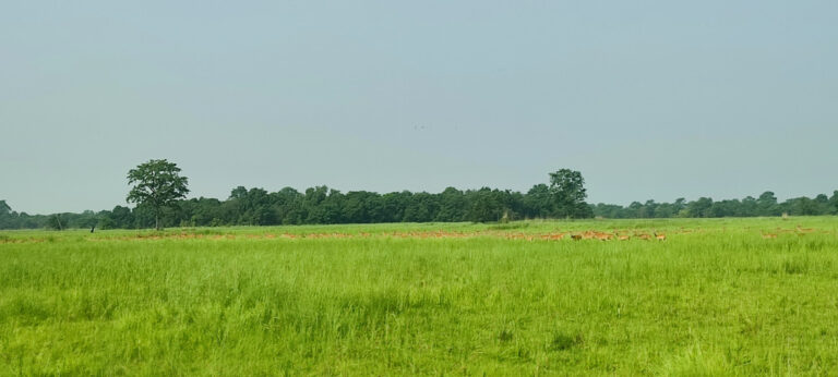 प्रचारप्रसारका अभावमा शुक्लाफाँटा राष्ट्रिय निकुञ्ज ओझेलमा