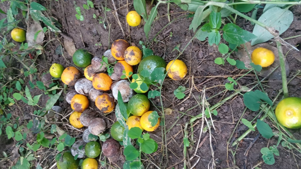 भोजपुरमा सुन्तलामा फल झर्ने रोग