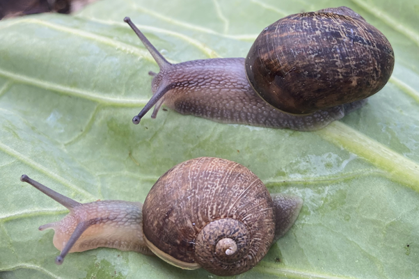 नेड द स्नेलको रूप, धैर्य र प्रेमको असाधारण कथा