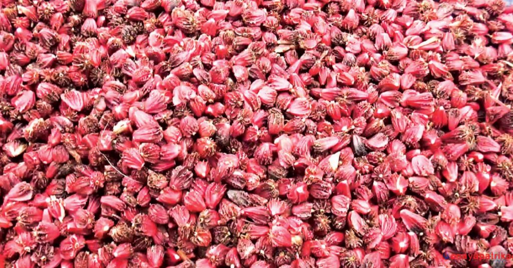 अलैँचीको निर्यात ४४ प्रतिशतले बढ्यो