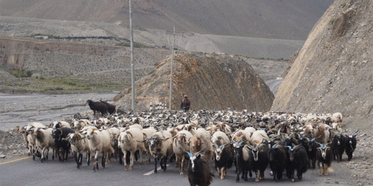 दसैँका लागि तेह्र हजार बढी भेडाच्याङ्ग्रा मुस्ताङ हुँदै अन्य जिल्ला पठाइयो
