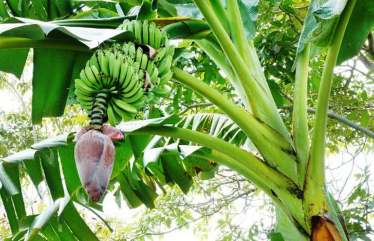 दाङमा ७३० हेक्टरमा व्यावसायिक केराखेती