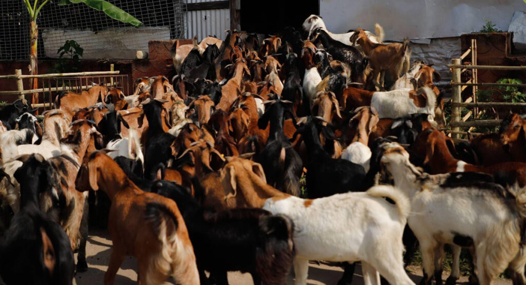 सङ्खुवासभामा खसीबोकाको किनबेच सुरु