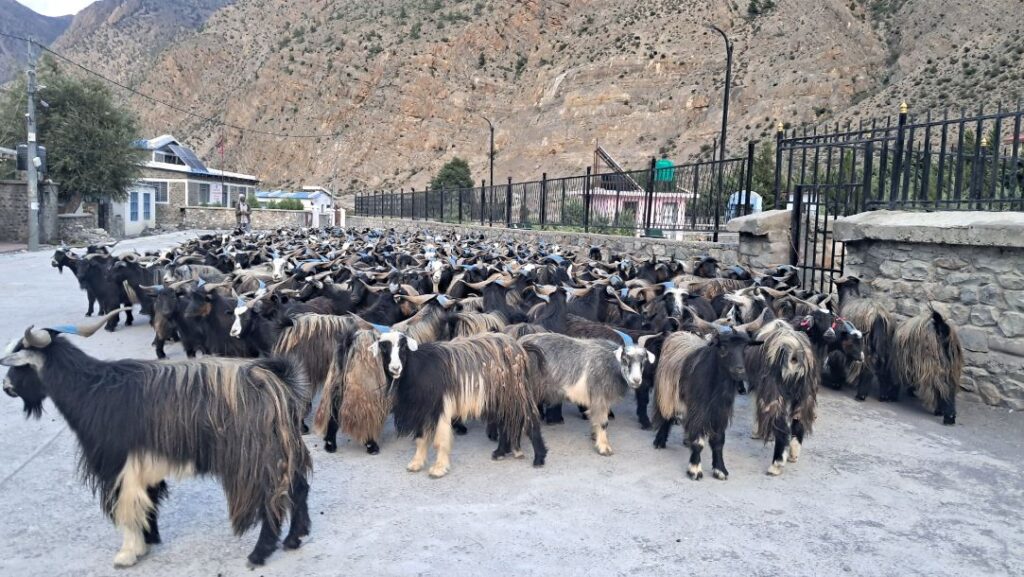 मुस्ताङबाट ३५ करोडभन्दा बढी मूल्यका भेडाच्याङ्ग्रा निकासी