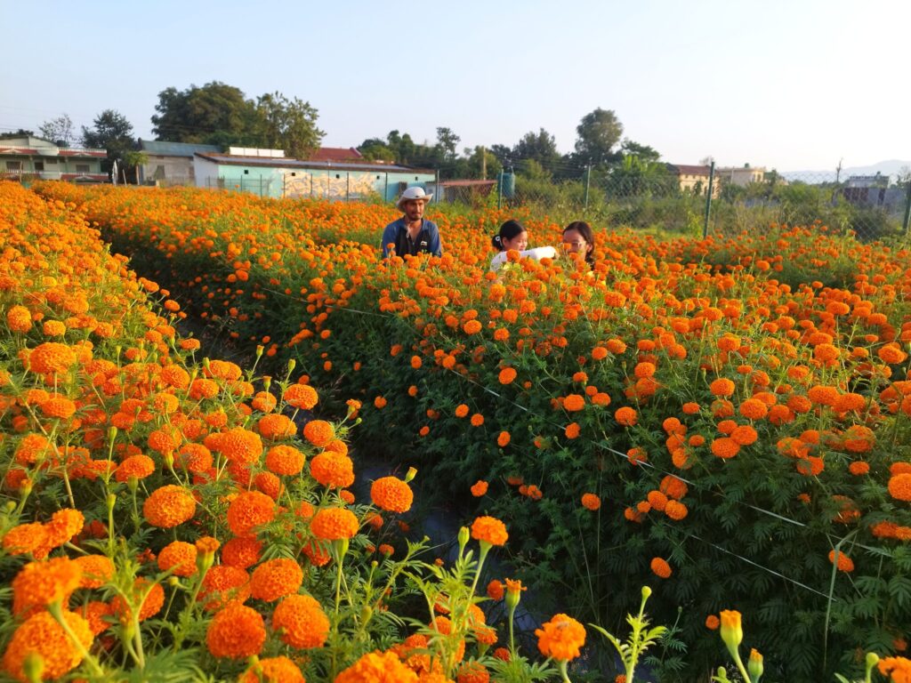 सामूहिक सयपत्री फूलखेतीमा महिला