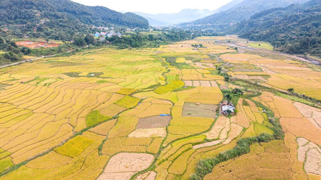 बेमौसमी वर्षाले धान थन्क्याउन नपाएपछि महोत्तरीका किसान चिन्तित