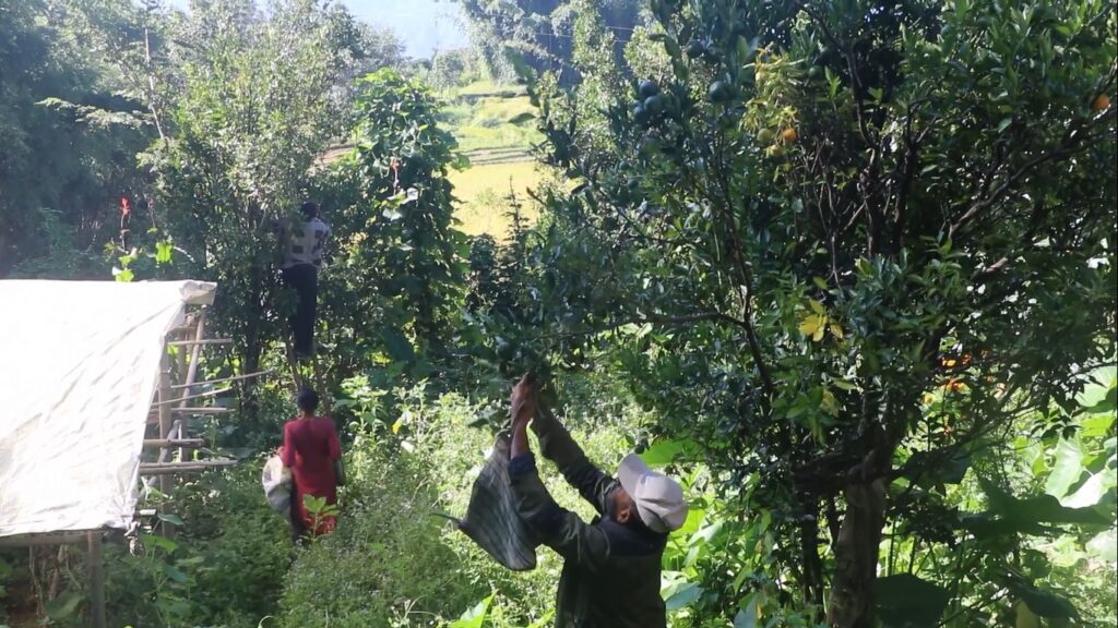 बाँदरले दुःख दिएपछि समयअगावै किसानले टिपे सुन्तला