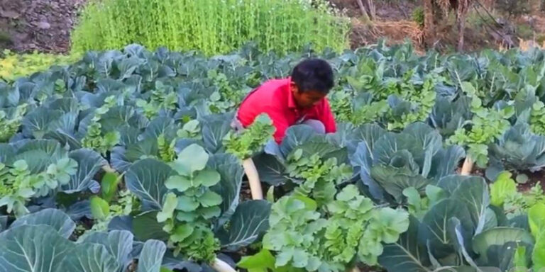 विदेशमा दुःख गर्नुभन्दा गाउँमै तरकारी फलाउँदा सुख