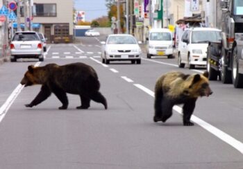 जापानमा भालुको आक्रमणबाट मृत्युहुनेको सङ्ख्या दश पुग्यो