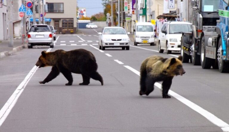 जापानमा भालुको आक्रमणबाट मृत्युहुनेको सङ्ख्या दश पुग्यो