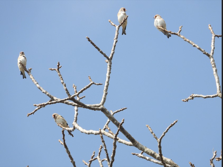 रेसुङ्गा र मदाने दुर्लभ चराको वासस्थान