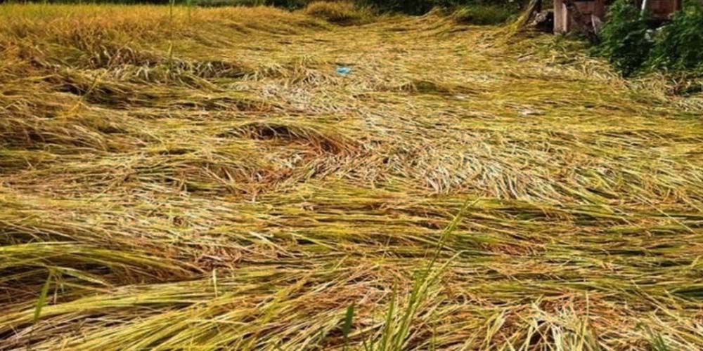 झपामा बाढीले पाँच करोडको धानबाली नष्ट