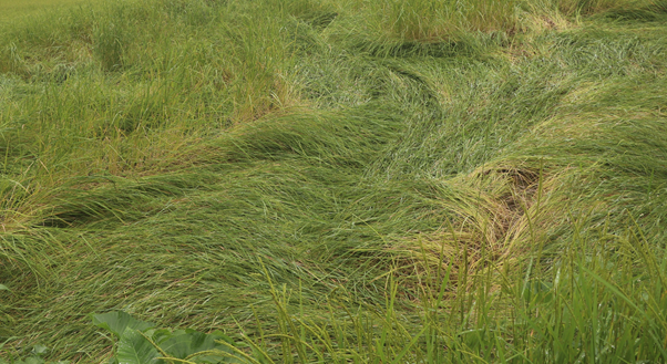 महोत्तरीको नौ वटा पालिकामा मात्रै दुई हजार हेक्टर धानबाली नष्ट