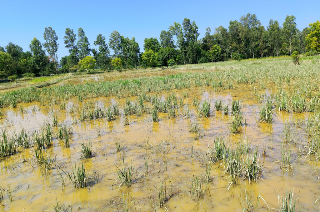 बाढीले महोत्तरीको नौ वटा पालिकामा मात्रै दुई हजार हेक्टर धानबाली नष्ट