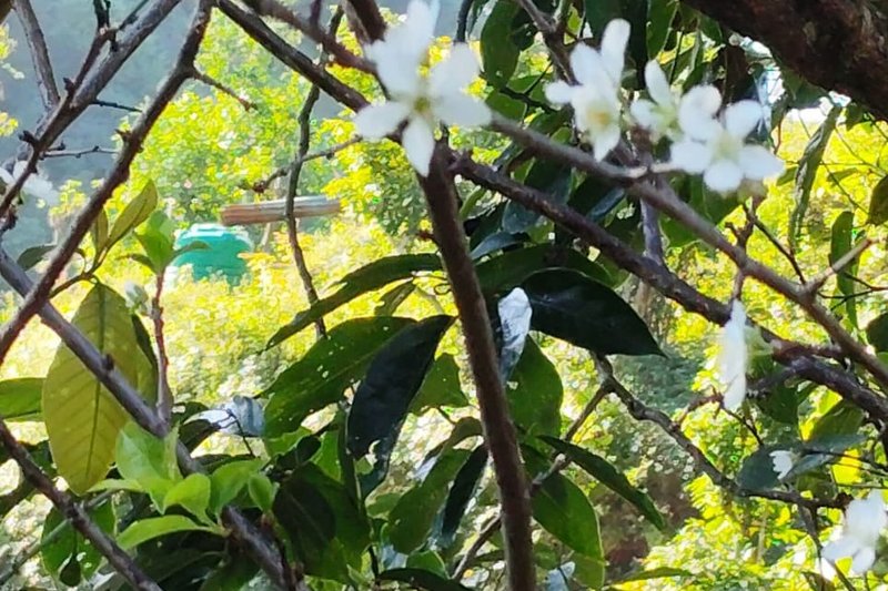 चैतमा फुल्ने ‘पलम’ असोजमै फुल्यो