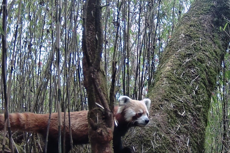 धवलागिरिमा भेटियो थप रेडपाण्डा