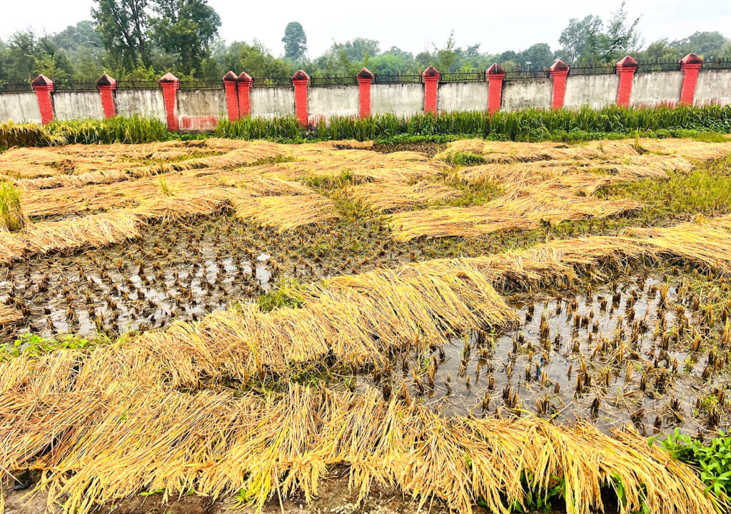 वर्षाका कारण धान भित्र्याउन किसानलाई समस्या