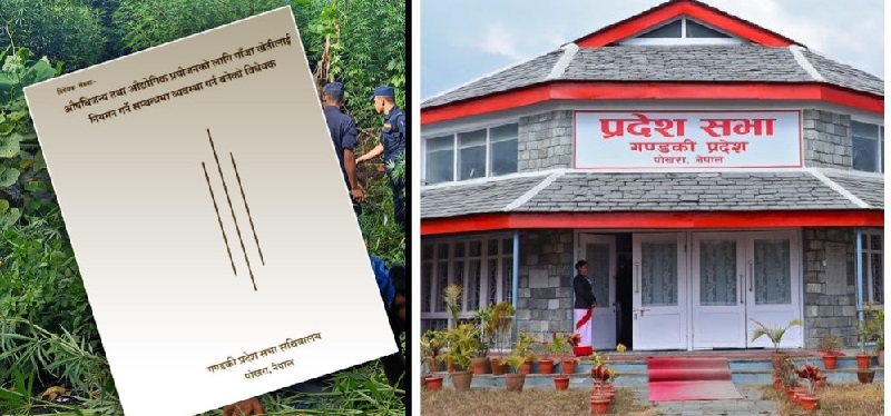 गण्डकी प्रदेशसभा : गाँजाखेतीसम्बन्धी विधेयक विषयगत समितिमा