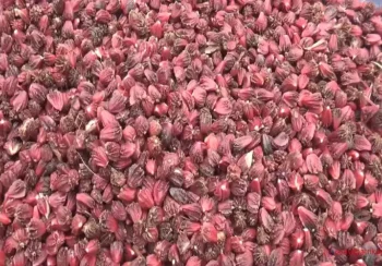 अलैँचीको मूल्य बढ्दा भोजपुरका किसान उत्साहित