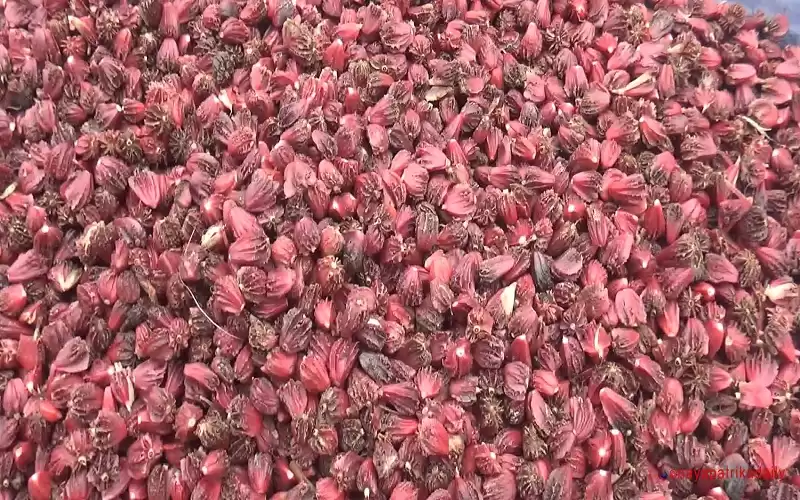 अलैँचीको मूल्य बढ्दा भोजपुरका किसान उत्साहित