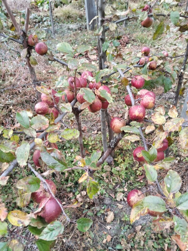 घुन्सा–फलेटारमा स्याउ फल्यो, हिमाली क्षेत्रमा व्यावसायिक खेतीको नयाँ सम्भावना