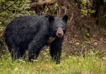 हुम्लामा भालुको आक्रमणबाट तीन जना घाइते