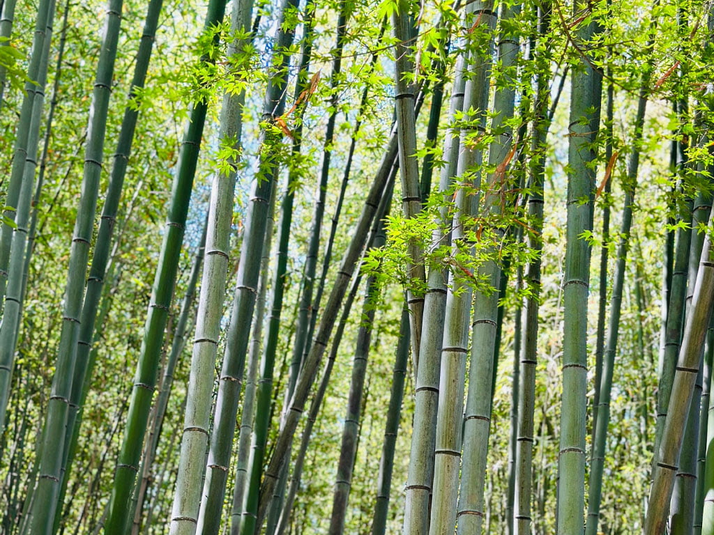 अब बाँसबाट एकदेखि दुईतले आवासीय भवन निर्माण गर्न सकिने