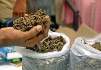 दुई सय १३ किलोग्राम गाँजा बरामद