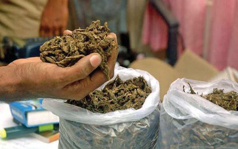 दुई सय १३ किलोग्राम गाँजा बरामद