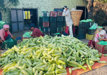 हुप्सेकोटका तीन हजार किसान काँक्रा बेचेर कुस्त कमाउँदै