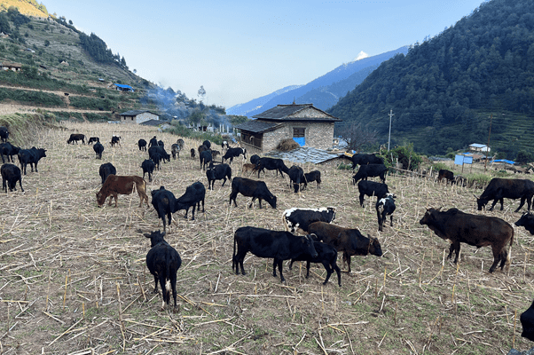 गोठाला बेँसी झरेपछि भल्कोटमा बढ्यो चहलपहल